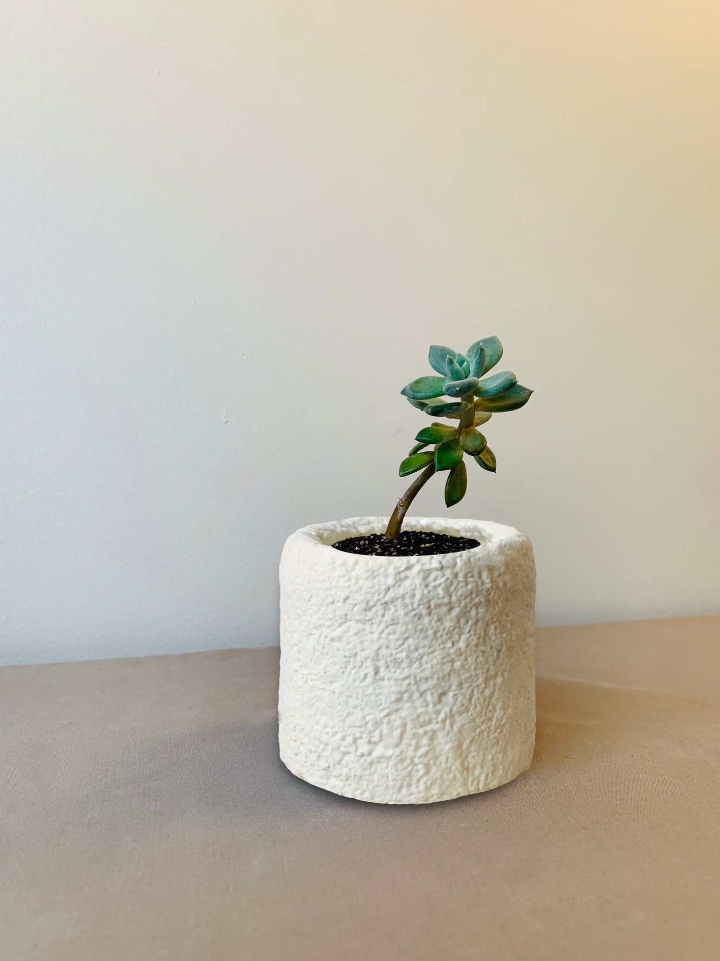 Small Mycelium Planter